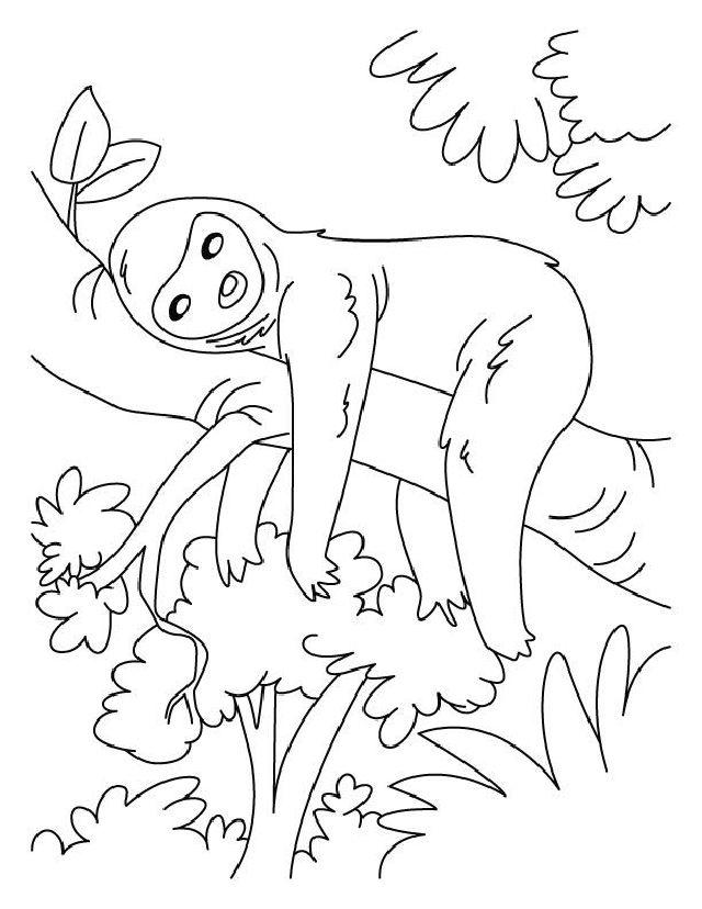 Coloring Pages of Sloth