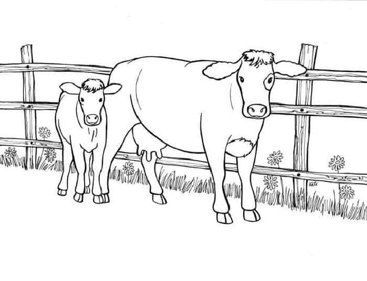 Cow Coloring Pages and Activities