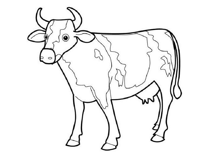 Cow Coloring Pages and Printables