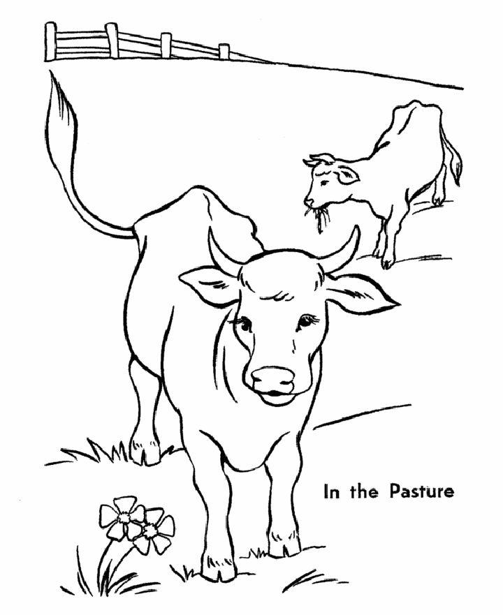 Cow Coloring Pages for Adults