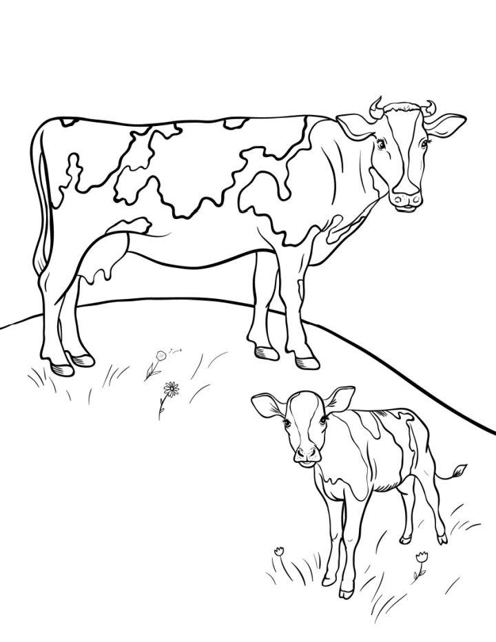 Cow Pictures to Color and Print