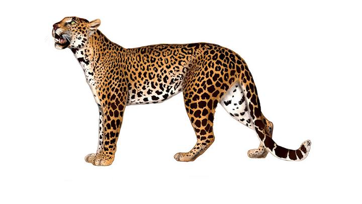 Create a Realistic Leopard Drawing