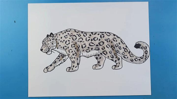 Creating a Snow Leopard Drawing