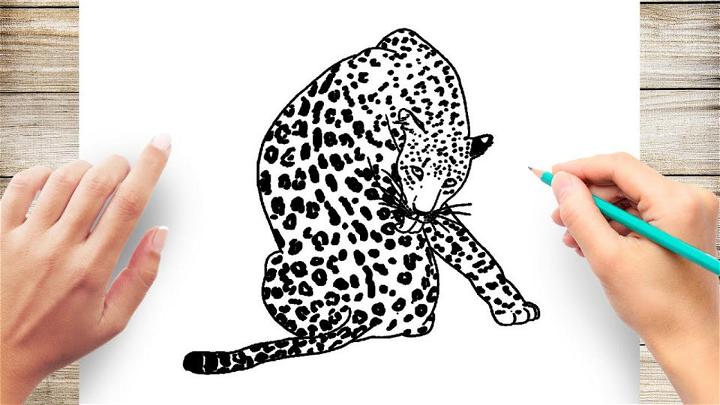 Cute Leopard Drawing