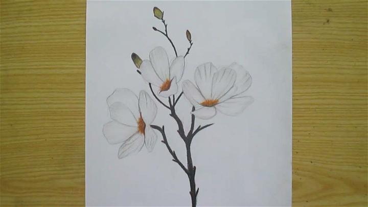 Cute Magnolia Flower Drawing
