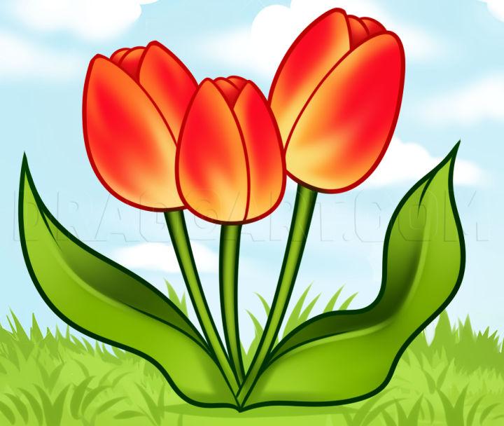 Detailed Spring Tulips Drawing