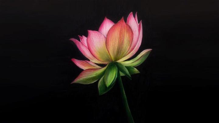 Draw Realistic Flower with Color Pencil