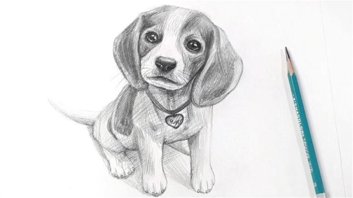 Draw a Beagle Puppy in Pencil