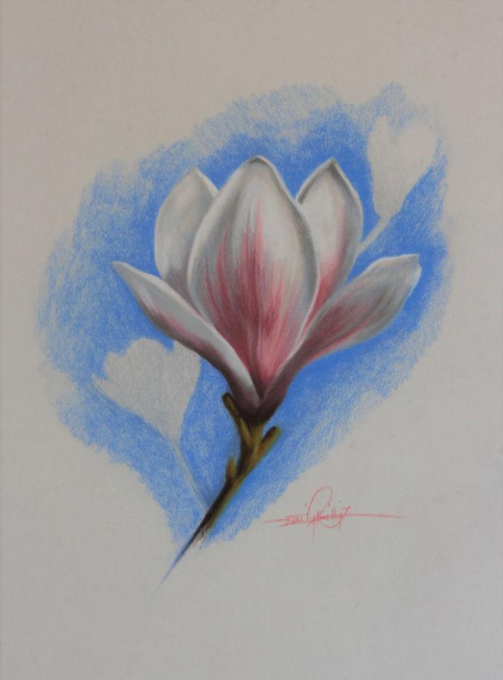 Draw a Magnolia Flower in Pastels