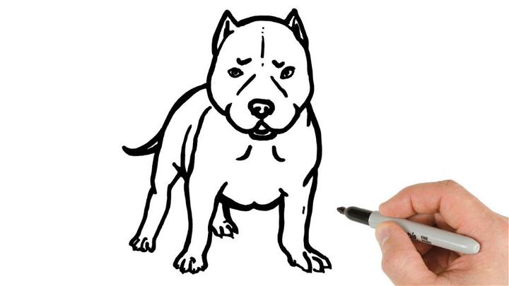 Draw a Pitbull Puppy
