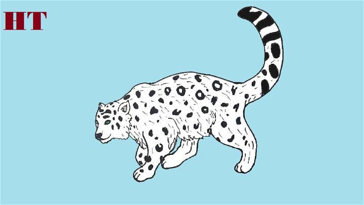 Draw a Snow Leopard