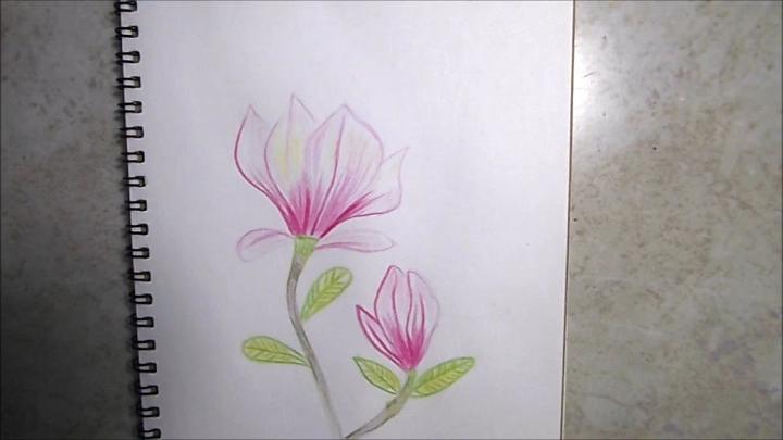 Draw and Color Magnolia Flower