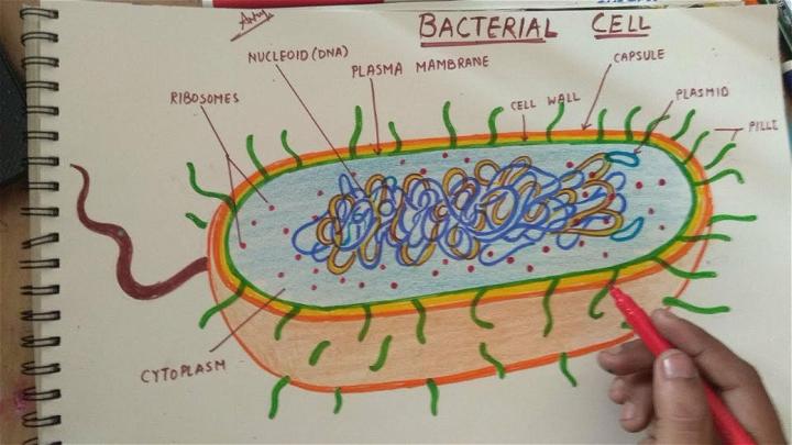 Drawing of Bacteria Cell