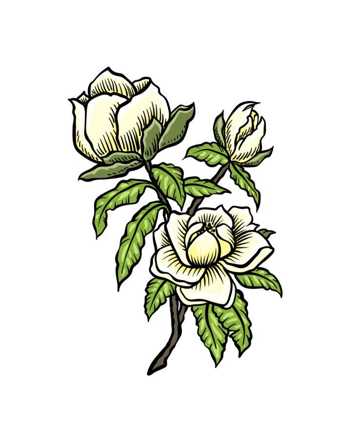 Drawing of Magnolia Flower