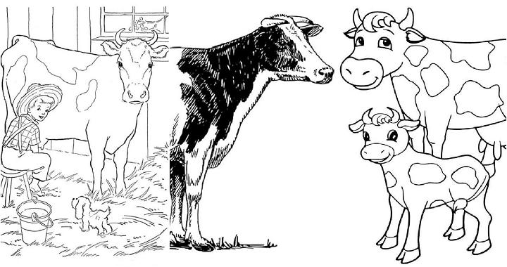 Easy And Free Cow Coloring Pages To Print