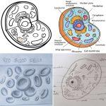 20 Easy Cell Drawing Ideas - How to Draw a Cell