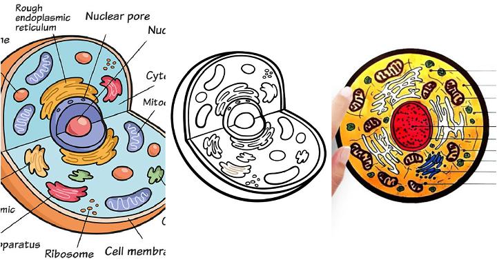 human cell diagram for kids