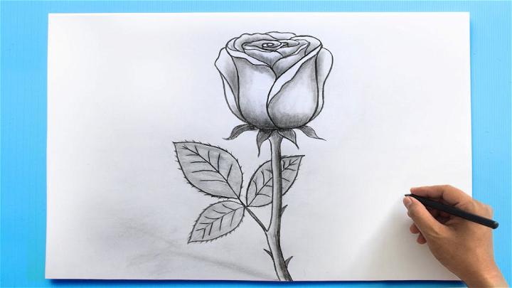 Easy Realistic Rose Drawing