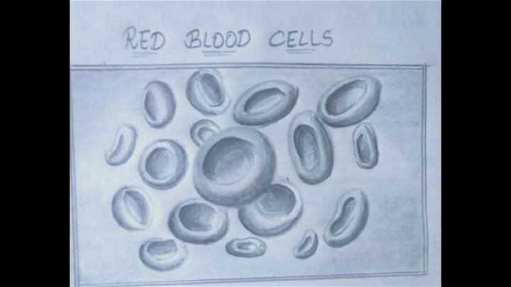 Easy Red Blood Cells Drawing