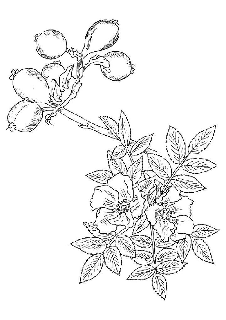 Easy Rose Coloring Pages