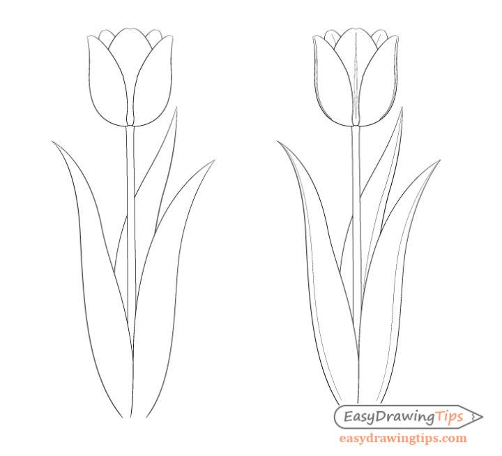 Easy Tulip Sketch Drawing
