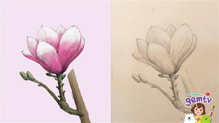 Easy to Draw Magnolia Flower