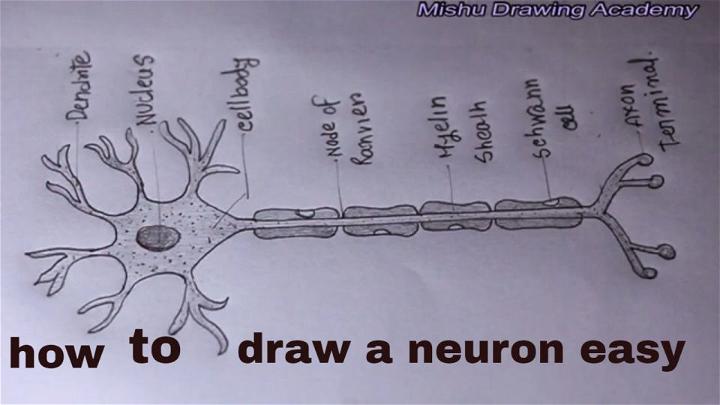 Easy to Draw Neuron Cell