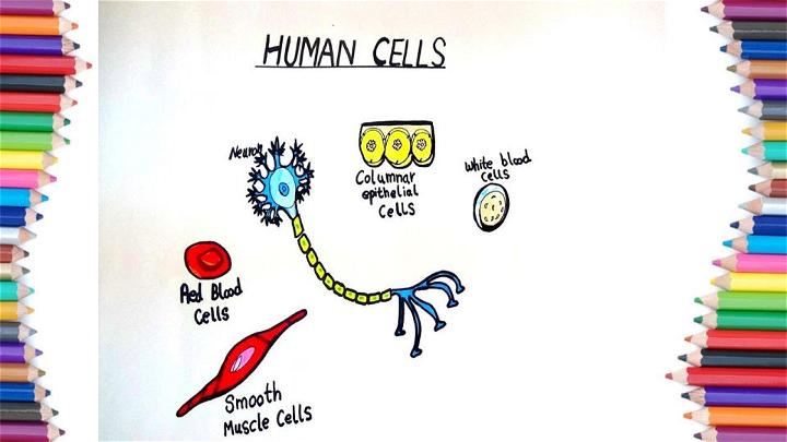 Five Human Body Cells Drawing