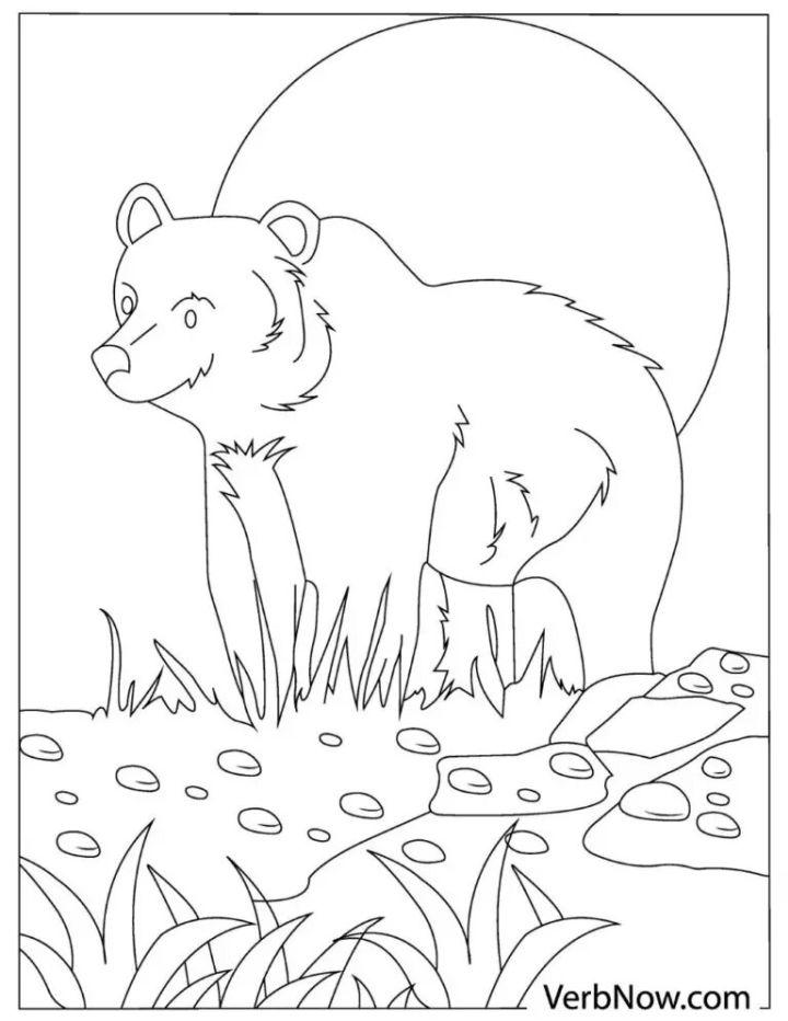 Free Bear Coloring Pages to Download