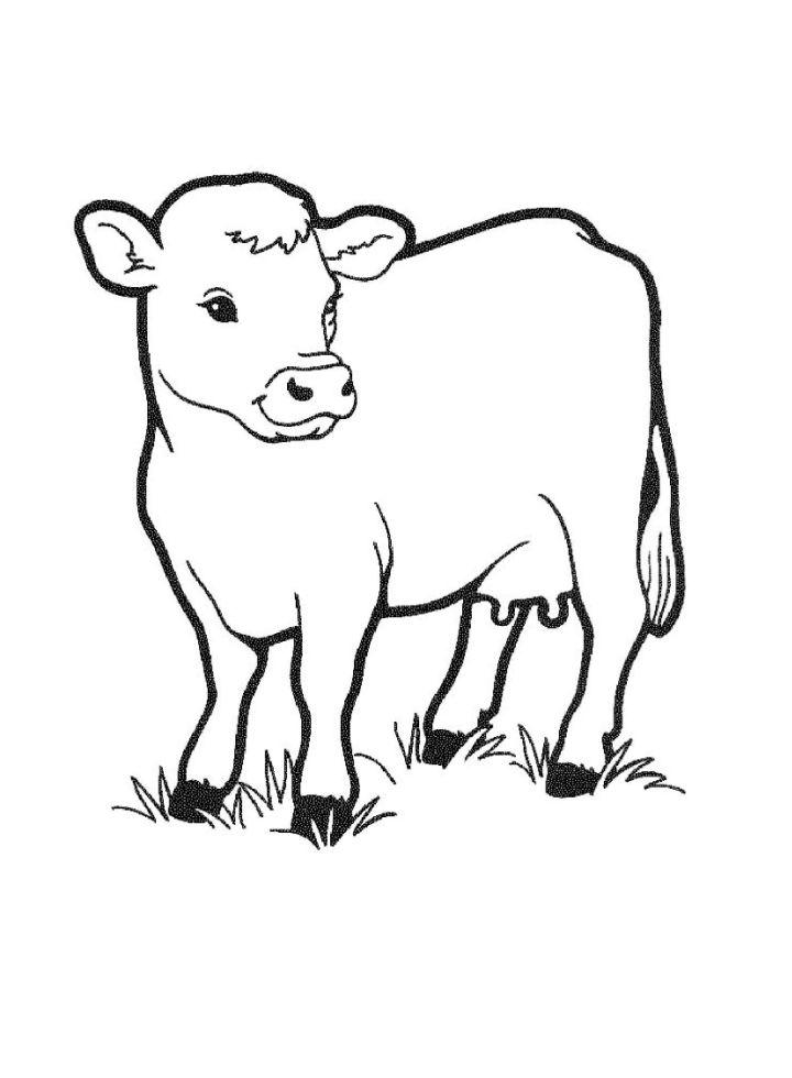 Free Cow Coloring Pages to Print