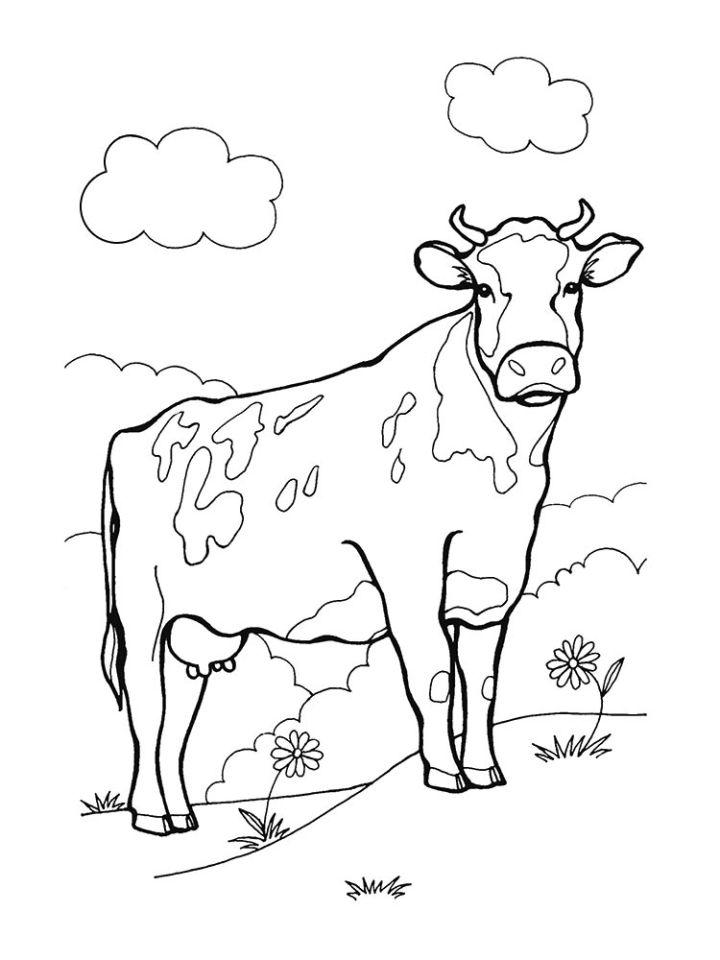Free Cow Pictures to Color
