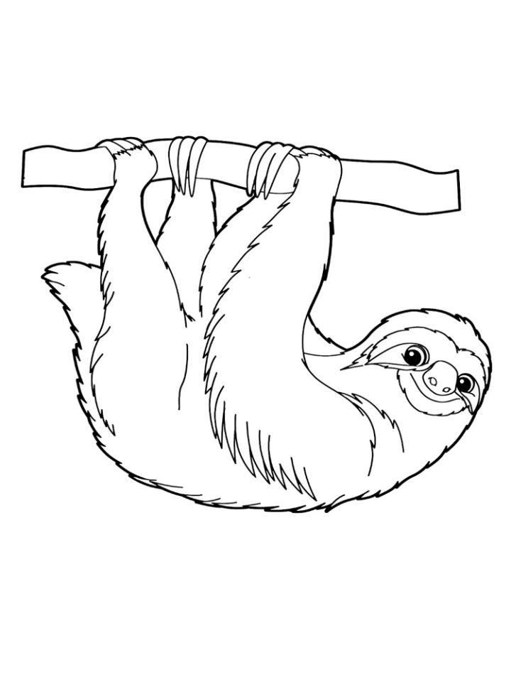 Free Printable Sloth Coloring Pages
