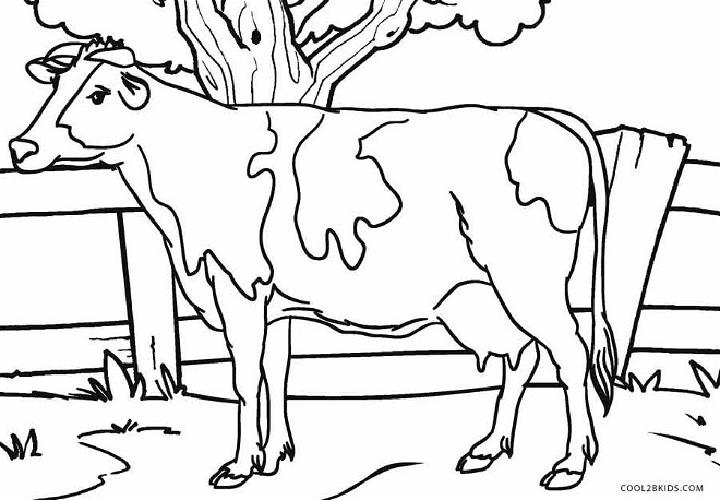 Realistic Cow Coloring Pages