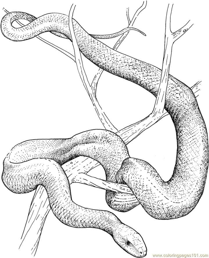 Free Snake Coloring Pages to Download