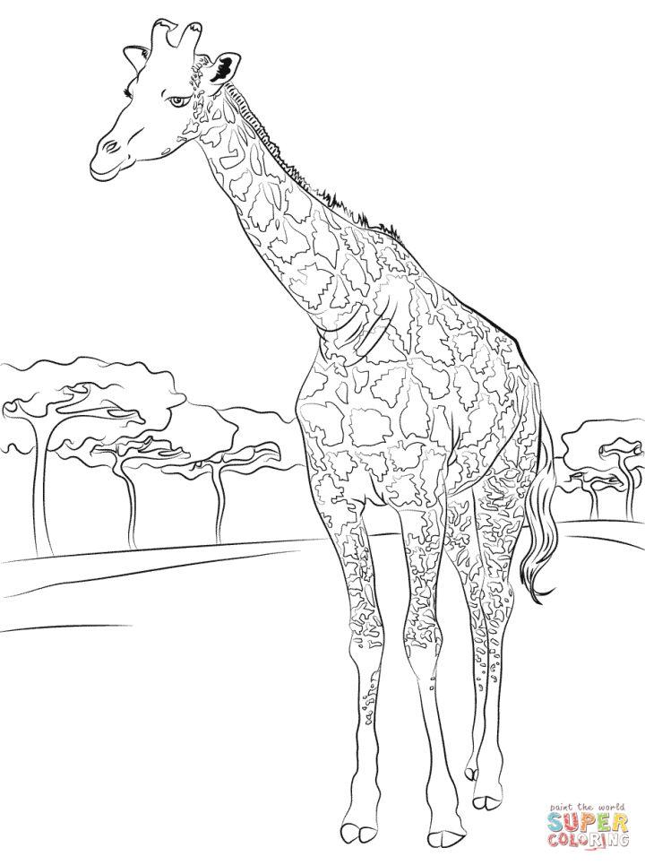 Giraffe Coloring Book Pages
