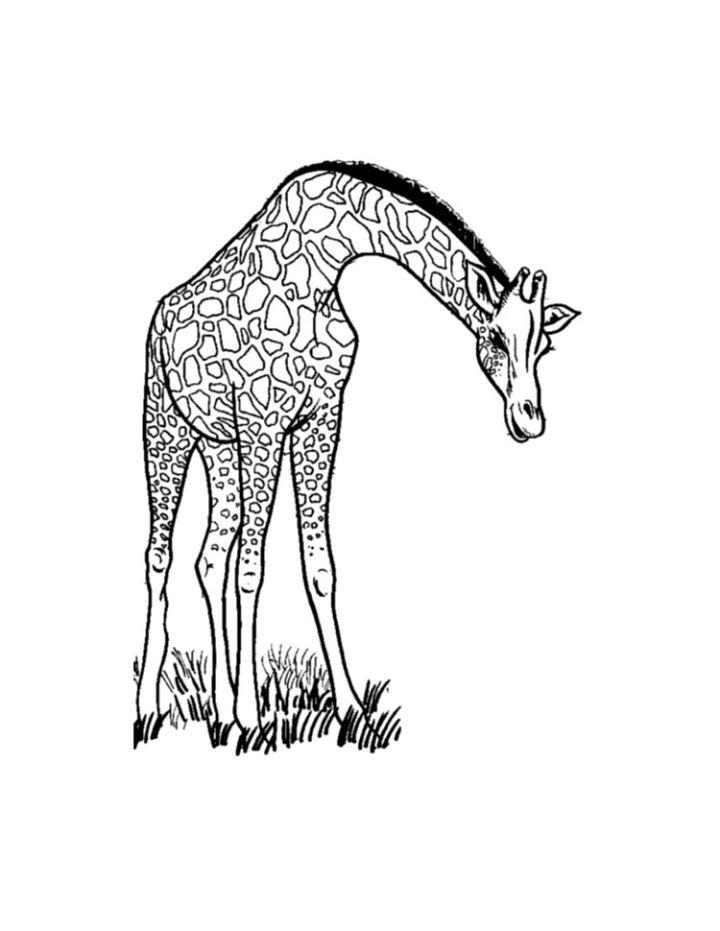 Giraffe Coloring Pages and Activities