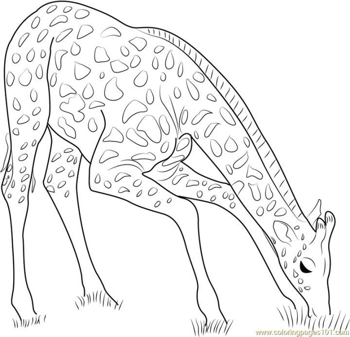Giraffe Eating Grass Coloring Page
