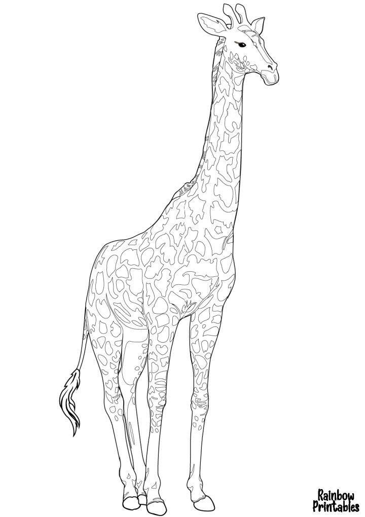 Giraffe Picture to Color