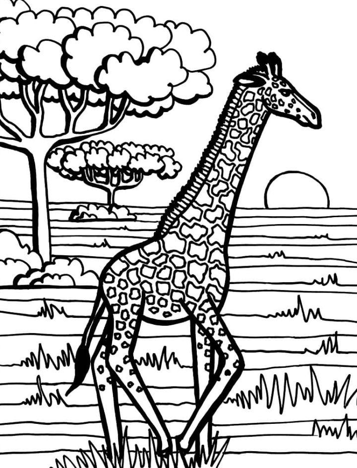 Giraffe Running Coloring Page