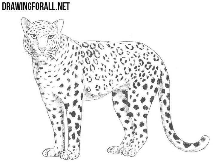 25 Easy Leopard Drawing Ideas How to Draw