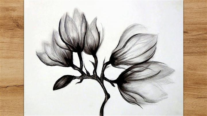 How Do You Draw a Magnolia Flower