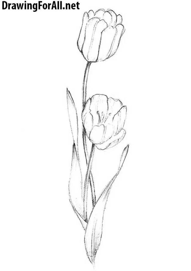 How Do You Draw a Tulip