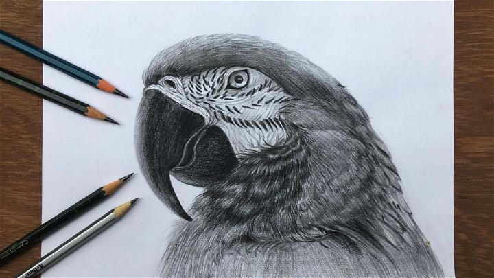 How To Draw A Realistic Macaw In Pencil