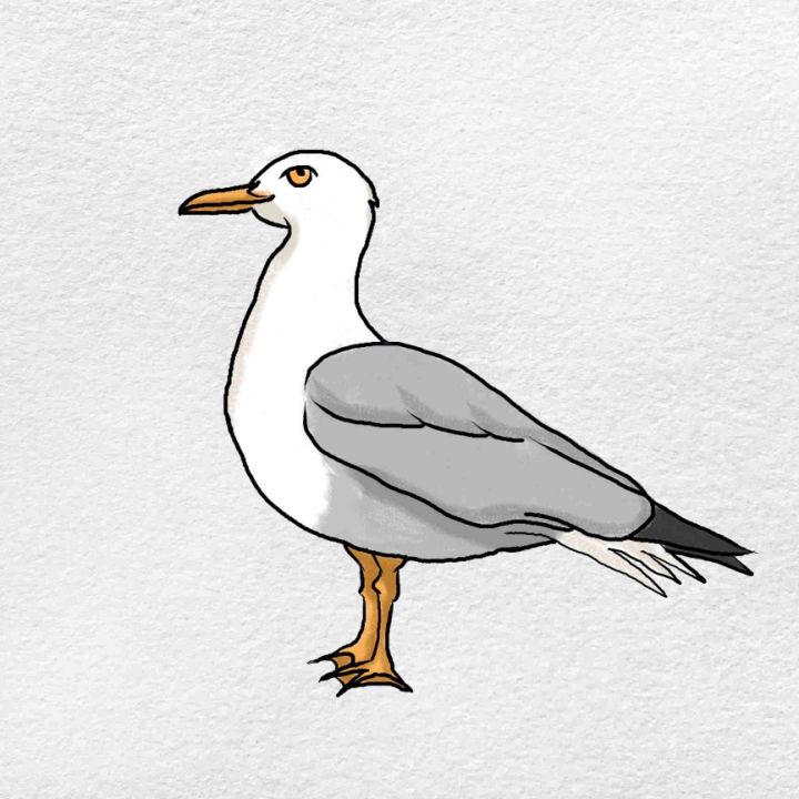 How To Draw A Seagull