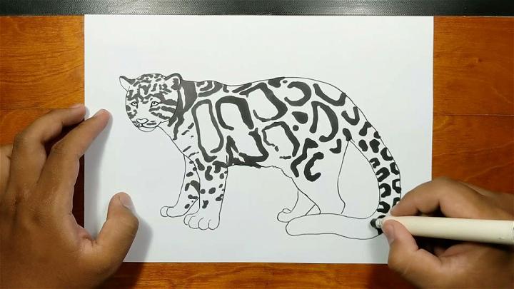 How to Draw Clouded Leopard