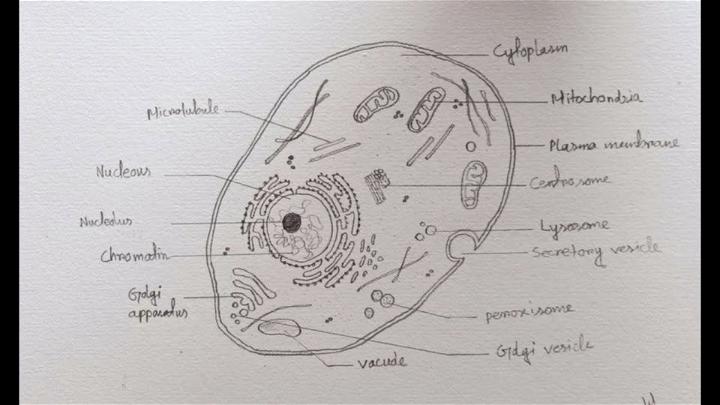 draw a neat diagram of a Plant cell and label the following parts cell wall  nucleus vacouleGolgi apparatus  Brainlyin