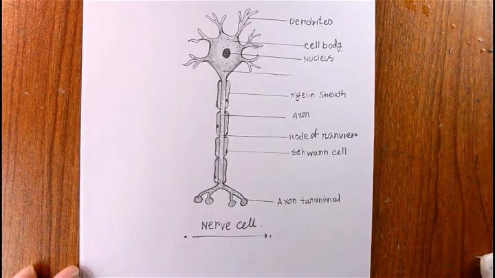 How to Draw Nerve Cell