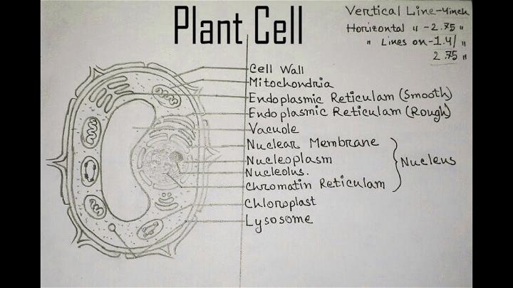 Plant cell and animal cell drawing - Brainly.in-saigonsouth.com.vn