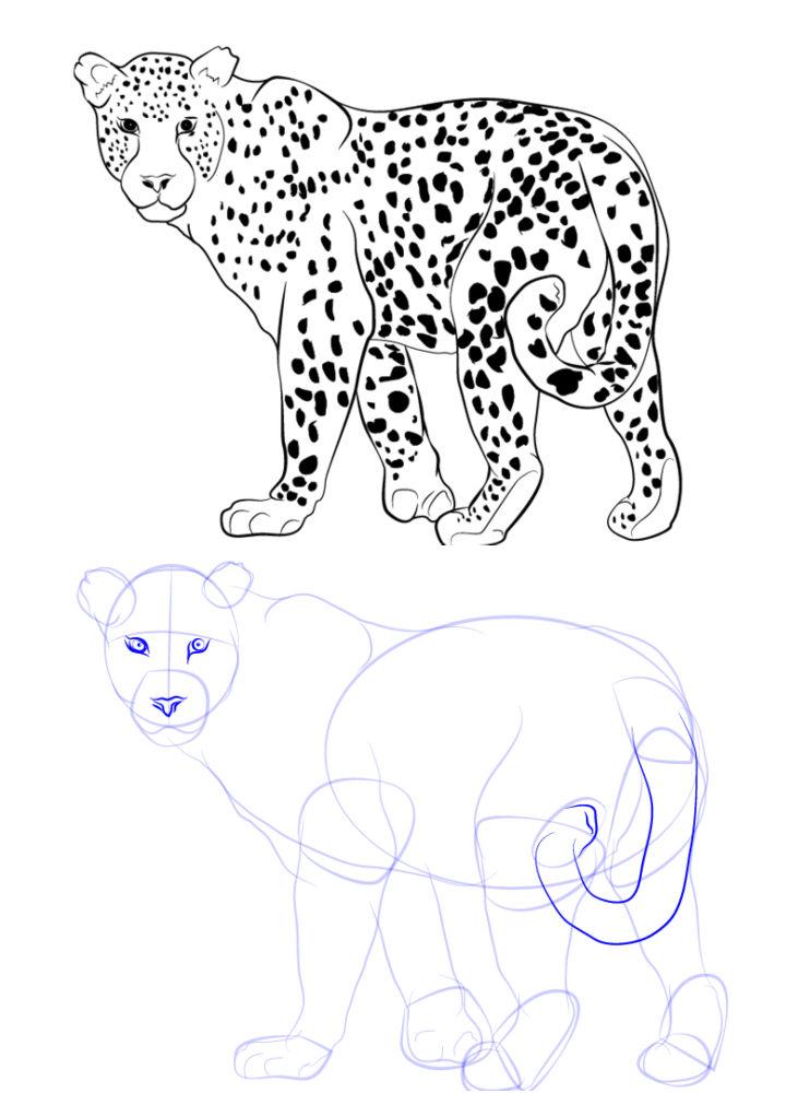 How to Draw a Leopard