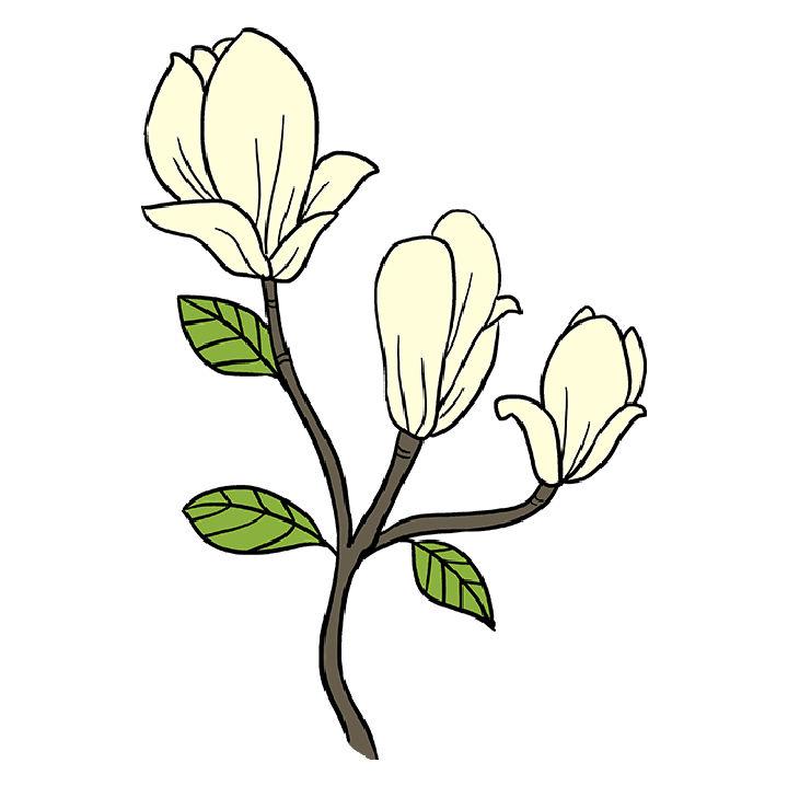 How to Draw a Magnolia Flower